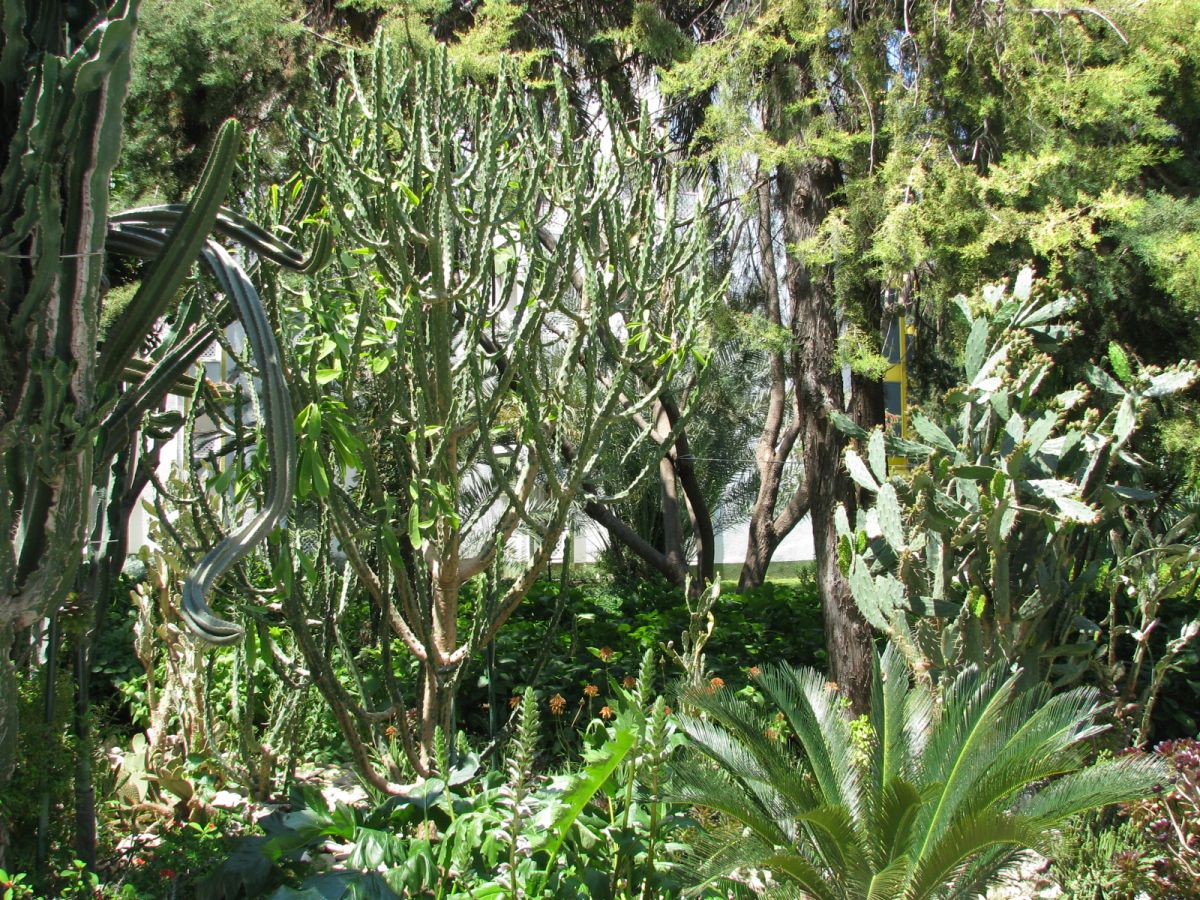 imagini hotel DELPHIN BOTANIK